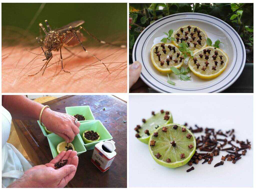 Как избавиться от комаров на дачном участке