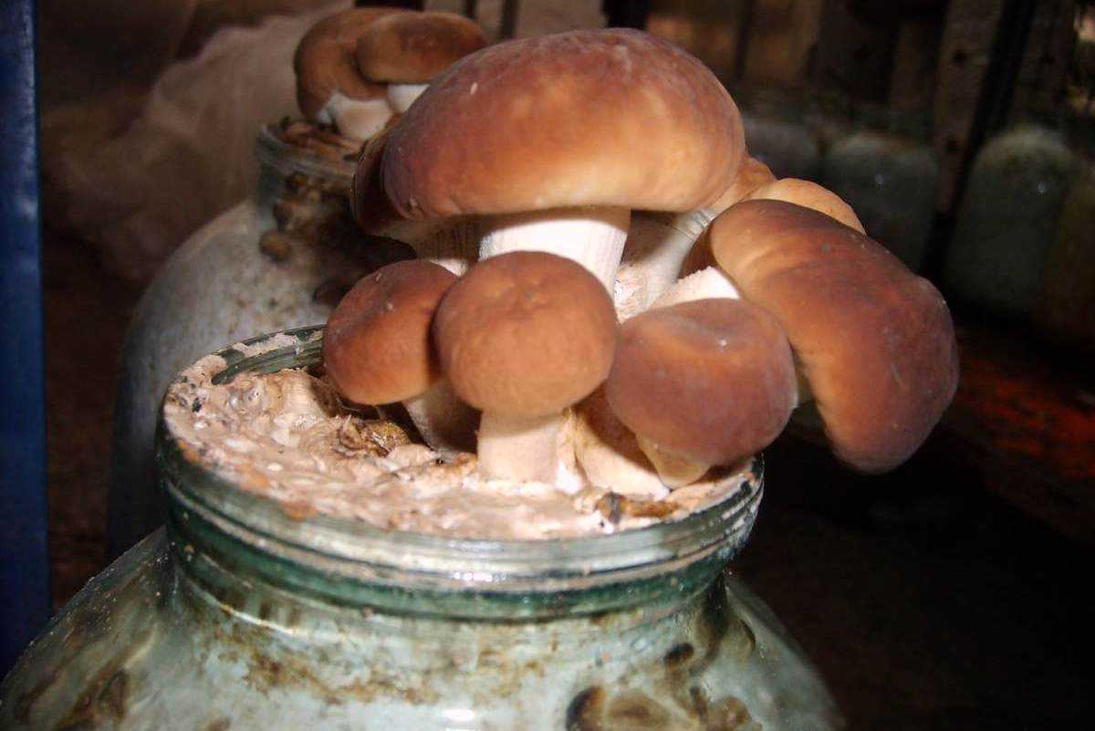 Как готовить грибы в домашних условиях. Мицелий белых грибов. Мицелий белых грибов на подоконнике. Мицелий белого гриба. Грибница гриба.