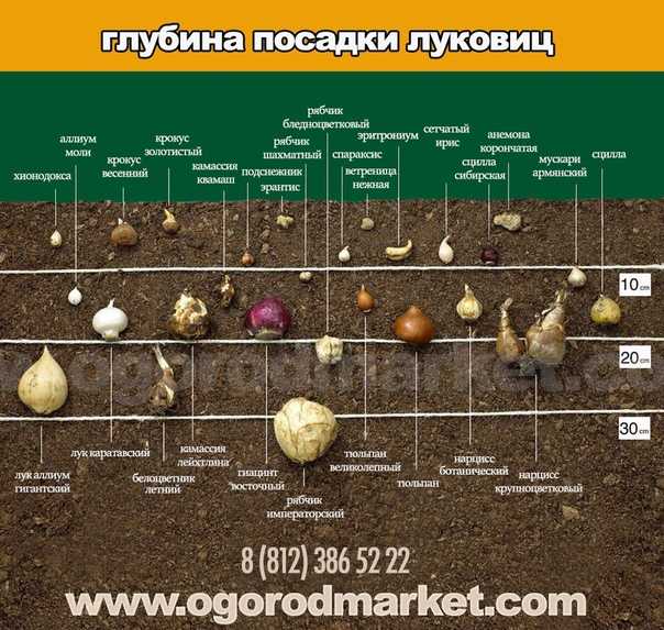 Выращивание тюльпанов в открытом грунте