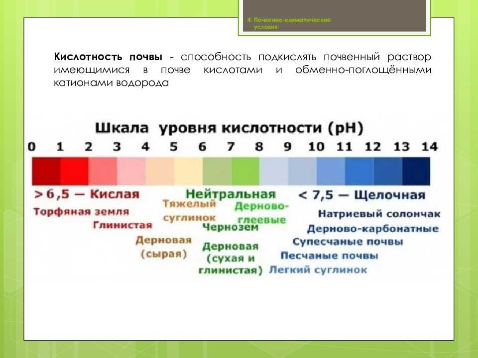 Как самостоятельно определить кислотность почвы на участке
