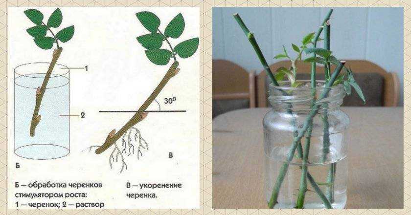 Цветок олеандр: уход в домашних условиях, фото и виды, выращивание из семян