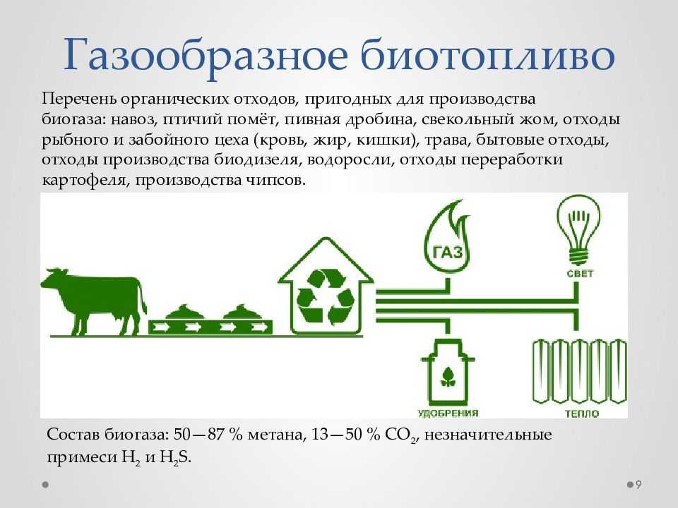 Презентация биотопливо из водорослей