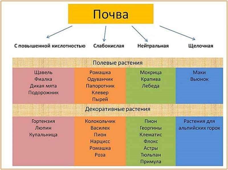 Как самостоятельно проверить кислотность почвы на своем участке